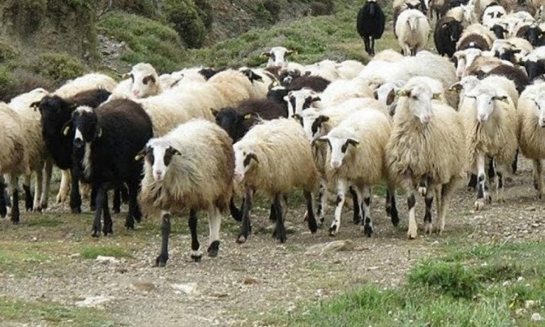 Τι είναι ο καταρροϊκός πυρετός – Κρούσματα σε Θεσσαλονίκη, Πέλλα, Χαλκιδική, Πιερία