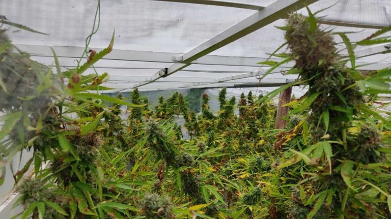 Συγκομιδή 11 κιλών κάνναβης από 16 δενδρύλλια στην Πιερία