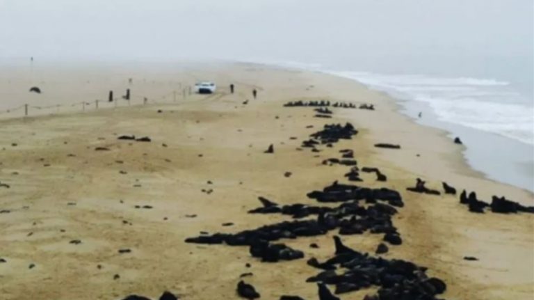 Μυστήριο στη Ναμίμπια: Πάνω από 5.000 μωρά φώκιας ξεβράστηκαν στις ακτές