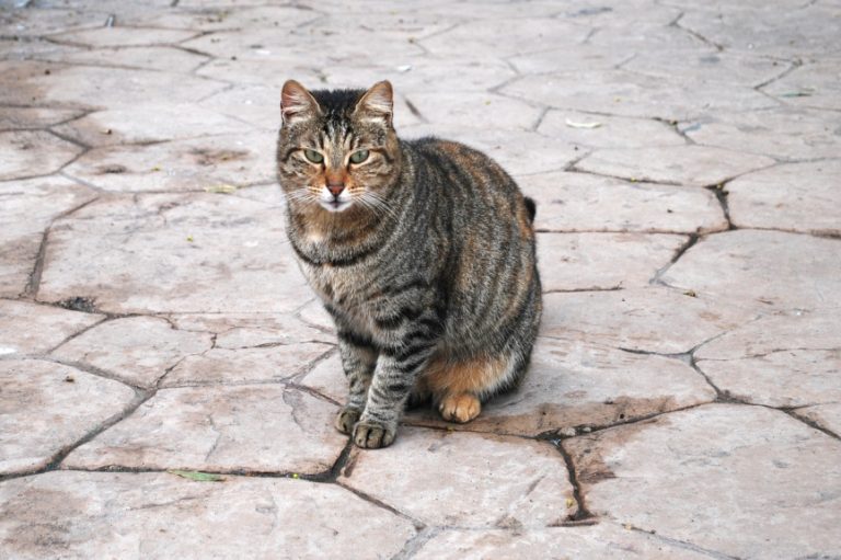 Αιγάλεω: Δηλητηρίασαν 11 γάτες – Συγκινεί η ηλικιωμένη που τις φρόντιζε