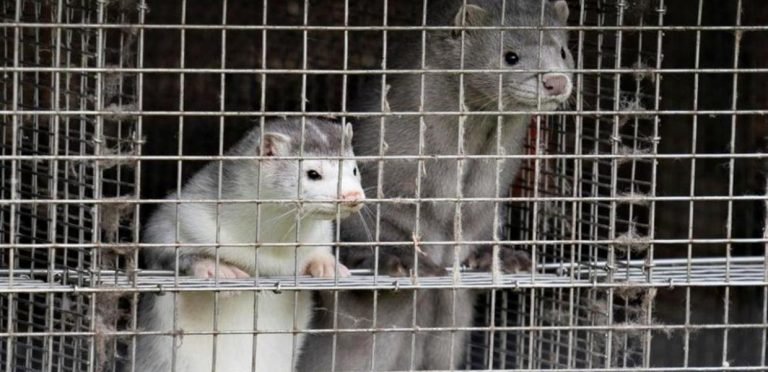 Κορωνοϊός / Θετικοί 11 εργαζόμενοι και 9 ζώα σε εκτροφεία μινκ