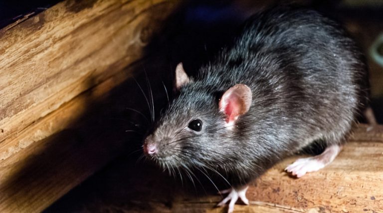 Μετά τον κορωνοϊό, έρχεται ο Τσαπάρε! Προέρχεται απο τα ζώα και μεταδίδεται απο άνθρωπο σε άνθρωπο