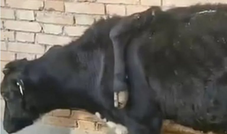 Άφωνοι κάτοικοι χωριού στην Κίνα από αγελάδα με πέντε πόδια