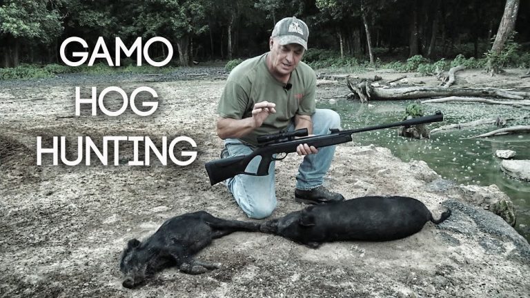 TWO Headshots on Hogs with GAMO Air Rifle