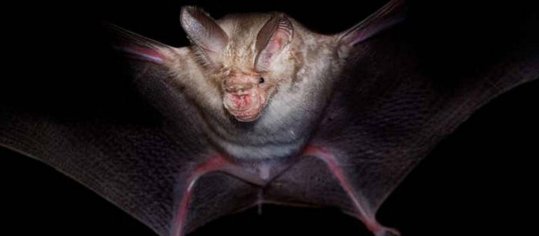 Ιαπωνία: Επιστήμονες εντόπισαν νέο τύπο κορωνοϊού σε κοπριά νυχτερίδων