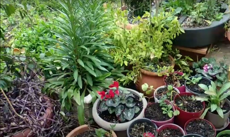 Ας φυτέψουμε όλοι τους σπόρους της αγάπης