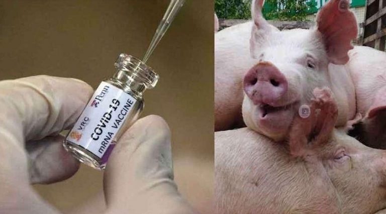 ΟΙ ΜΟΥΣΟΥΛΜΑΝΟΙ αρνούνται το εμβόλιο του    COVID-19  διότι περιέχει συστατικά από χοίρο.     ΕΜΕΙΣ ΟΙ ΕΥΛΑΒΕΙΣ ΔΕΧΟΜΑΣΤΕ ΤΑ ΕΜΒΟΛΙΑ που παράγονται από κύτταρα σφαγμένων(εκτρωθέντων) ανθρώπων.