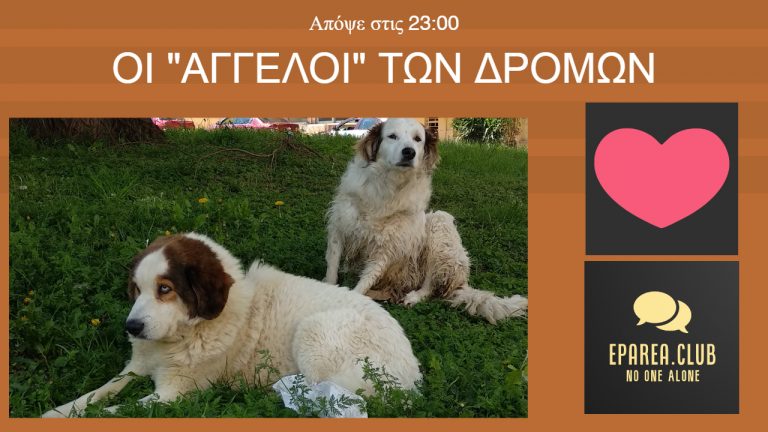 Μετά την στείρωση στα ζώα τί θα ακολουθήσει ;