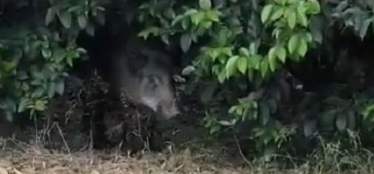 Αγριογούρουνα βγήκαν ξανά βόλτα στην Εκάλη