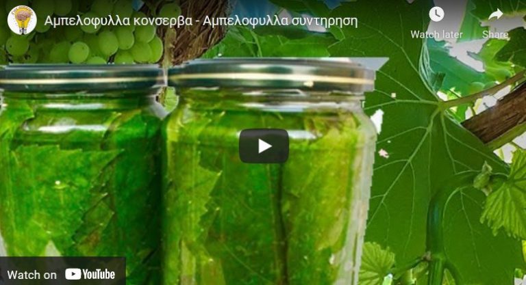 Αμπελοφυλλα κονσερβα – Αμπελοφυλλα συντηρηση