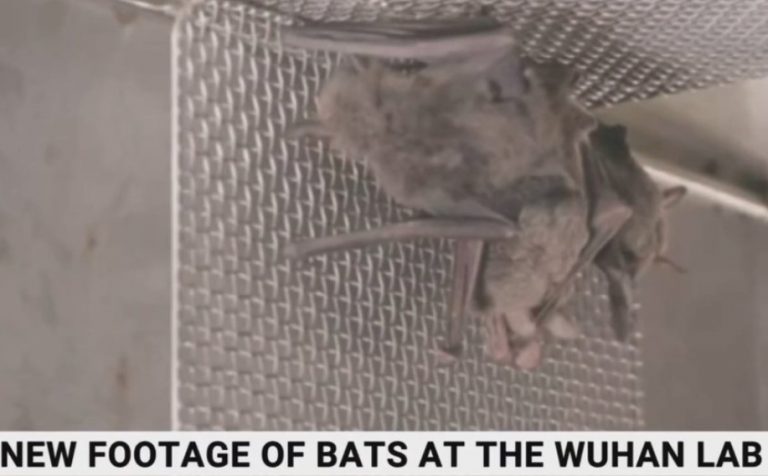 Αναξιόπιστος ο ΠΟΥ.Νέες εικόνες με νυχτερίδες στο βιολογικό εργαστήριο του Wuhan ενώ οι επιστήμονες του αρνούνταν την ύπαρξή τους.”Εξαφανίστηκαν” 15.000 αρχεία πειραμάτων από το εργαστήριο!