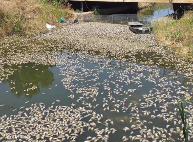 Άγιος Νικόλαος Βόνιτσας: Χιλιάδες νεκρά ψάρια στη διώρυγα Κλεοπάτρας