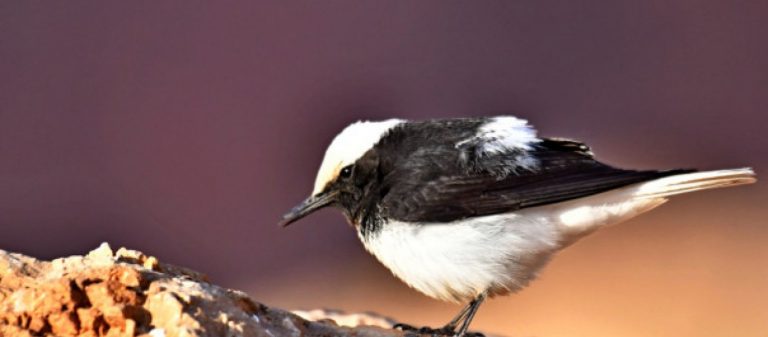 ΗΠΑ: Μυστηριώδης ασθένεια σκοτώνει εκατοντάδες πουλιά – Πολλά τα ερωτήματα