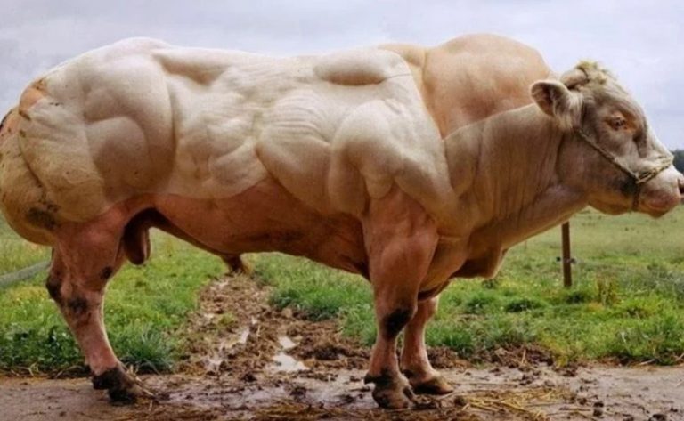 Δέν είσαι μόνον αυτό που τρώγεις, γίνεσαι αυτό που τρώγεις… Αντάλλαξαν τές συχνότητες τροφής… Τά πτηνά… Ανταλλαγή Ενέργειας Μέρος 12