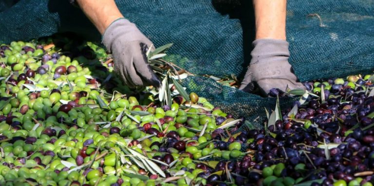 Δύσκολος χειμώνας έρχεται! «Καμπανάκι» ΚΑΙ για ελαιόλαδο και ξηρούς καρπούς – Η μειωμένη παραγωγή φέρνει κρίση στα ράφια