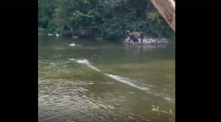 ΑΠΙΣΤΕΥΤΟ ΒΙΝΤΕΟ! ΔΕΙΤΕ ΠΩΣ ΤΟΥΡΚΟΙ ΣΤΡΑΤΙΩΤΕΣ ΠΡΟΩΘΟΥΝ Λ@ΘΡΟΜΕΤΑΝΑΣΤΕΣ ΣΤΟΝ ΕΒΡΟ – ΠΝΙΓΟΝΤΑΙ ΣΤΑ ΝΕΡΑ ΤΟΥ ΠΟΤΑΜΟΥ