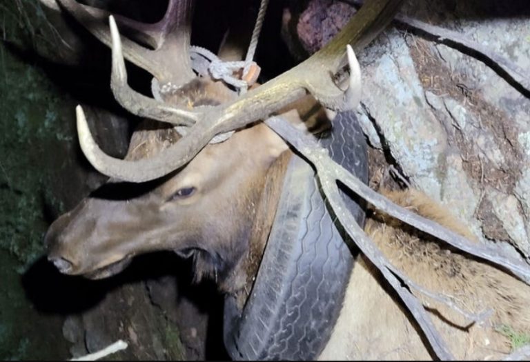 Λάστιχο αυτοκινήτου ήταν μπλεγμένο στον λαιμό ταράνδου επί δύο χρόνια στις ΗΠΑ