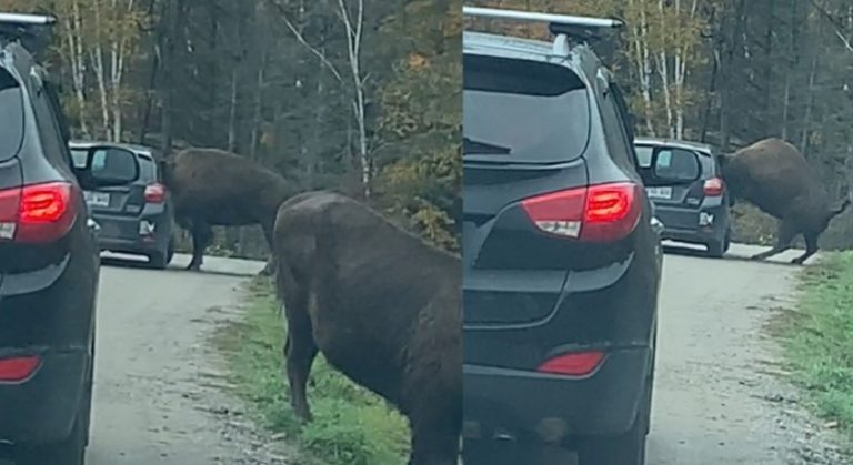Βίσωνας σφηνώθηκε σε παράθυρο αυτοκινήτου
