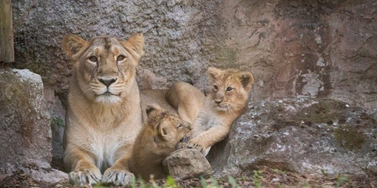 Σιγκαπούρη: Τέσσερα λιοντάρια σε ζωολογικό πάρκο βρέθηκαν θετικά στην covid-19