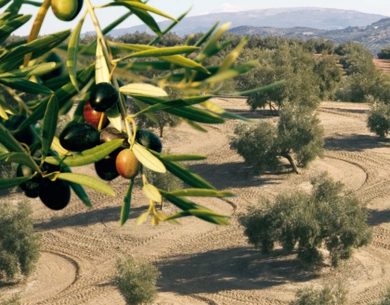 Ποιος είναι ο «μυστικοπαθής γαλαζοαίματος» Σεΐχης, που αγοράζει ελιές στην Ελλάδα και τι σχέση έχει με τον πρώην διοικητή της ΕΥΠ