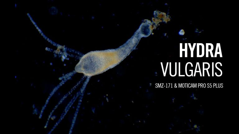 Hydra Vulgaris , δεν θα επρεπε να γνωριζεις αν συγκατοικεις πια μαζι της ;;