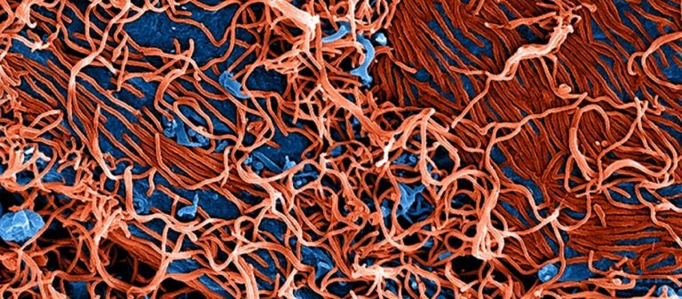 Κίνα: Κρούσματα αιμορραγικού πυρετού εν μέσω lockdown στην πόλη Xi’an