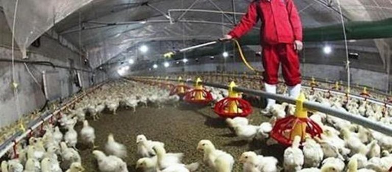 Συναγερμός την Μεγάλη Βρετανία μετά τον εντοπισμό κρούσματος της γρίπης των πτηνών