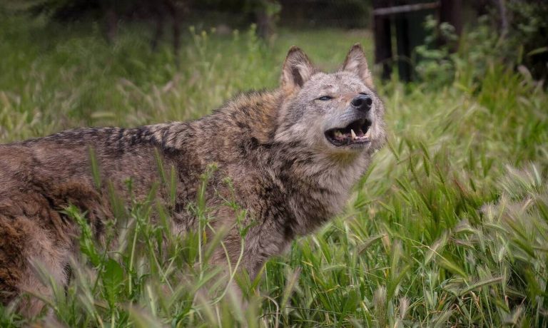 Λύκος επιτέθηκε σε οικογένεια στην Πάρνηθα – Άρπαξε και κατασπάραξε το σκυλί τους!