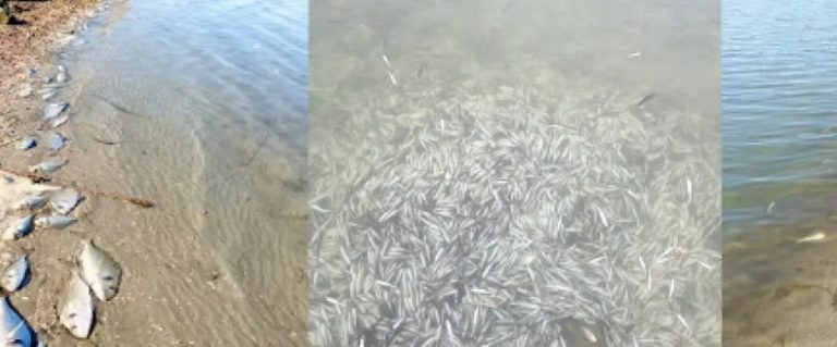 Ηγουμενίτσα: Νεκρά λόγω του ψύχους περίπου 370.000 ψάρια 12 ειδών στη λιμνοθάλασσα Δρεπάνου