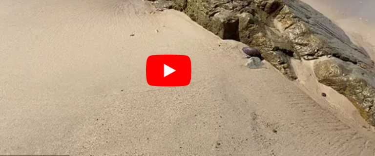 ΤΕΡΑΣΤΙΕΣ ΠΟΣΟΤΗΤΕΣ ΝΕΚΡΩΝ ΨΑΡΙΩΝ ΕΜΦΑΝΙΖΟΝΤΑΙ ΜΥΣΤΗΡΙΩΔΩΣ ΣΕ ΟΛΟ ΤΟΝ ΚΟΣΜΟ: ΕΙΝΑΙ Η ΠΡΟΦΗΤΕΙΑ ΤΟΥ ΩΣΗΕ;