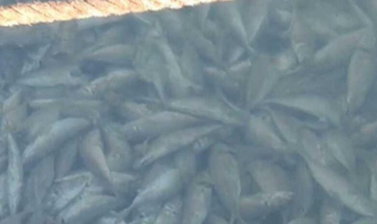 Γέμισε νεκρά ψάρια η Κόρινθος: Βίντεο από το παράξενο θέαμα