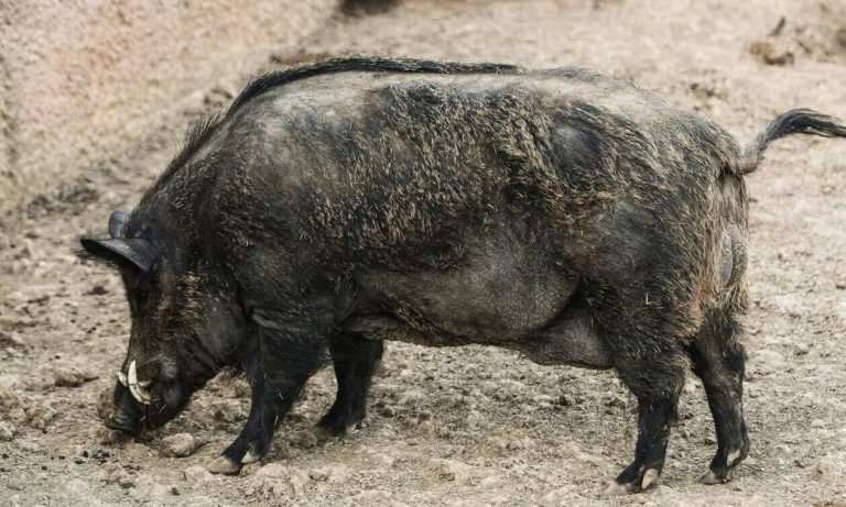 Συναγερμός στα Ιωάννινα – Εντοπίστηκε ψευδολύσσα σε αγριογούρουνα