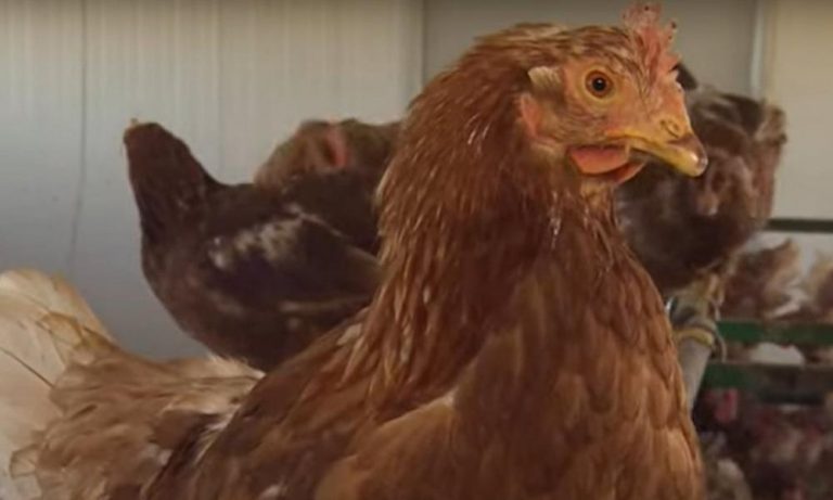 Ισπανία: Θανατώθηκαν πάνω από 130.000 κότες-Είχαν μολυνθεί με τη γρίπη των πουλερικών