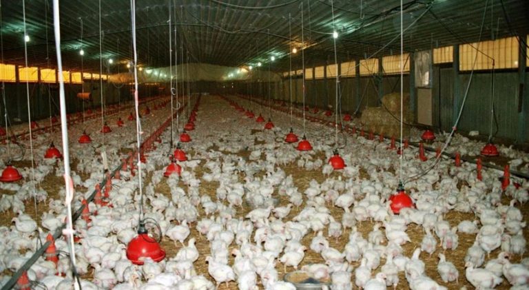 «Συναγερμός» για την έλλειψη ζωοτροφών, κίνδυνος θανάτωσης ζώων, η παρέμβαση που μελετά η κυβέρνηση