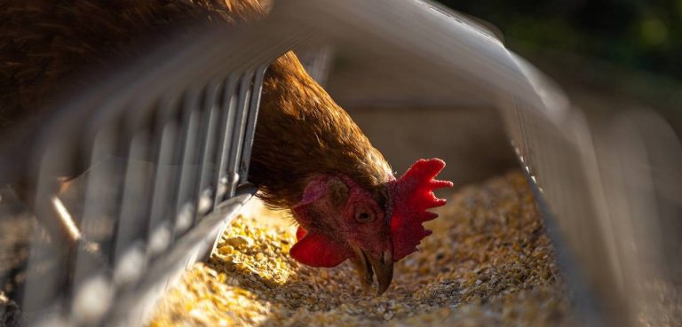 Πόλεμος στην Ουκρανία: Πλαφόν σε αλεύρι, ζάχαρη, ηλιέλαιο – Έντονη φημολογία για ασθένειες στα ζώα