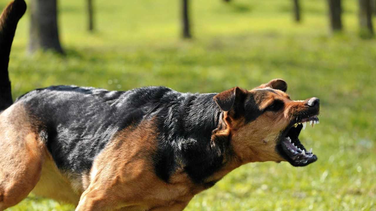 Σκυλιά κατασπάραξαν 72χρονο