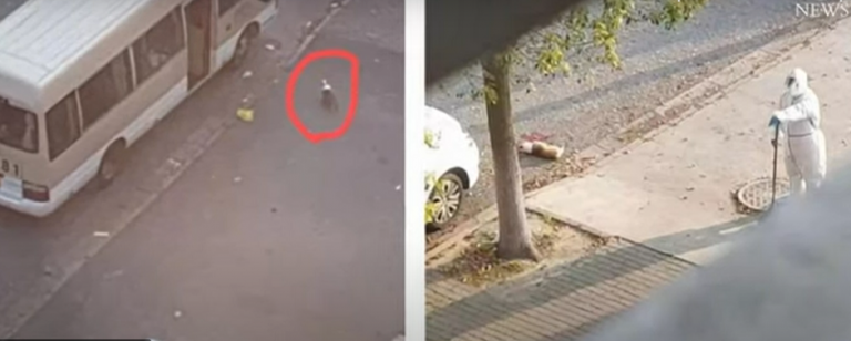 Θανατώνουν μαζικά σκυλιά και γάτες ανθρώπων με COVID!!! Ξεκινά ΘΥΕΛΛΑ από την Σανγκάη