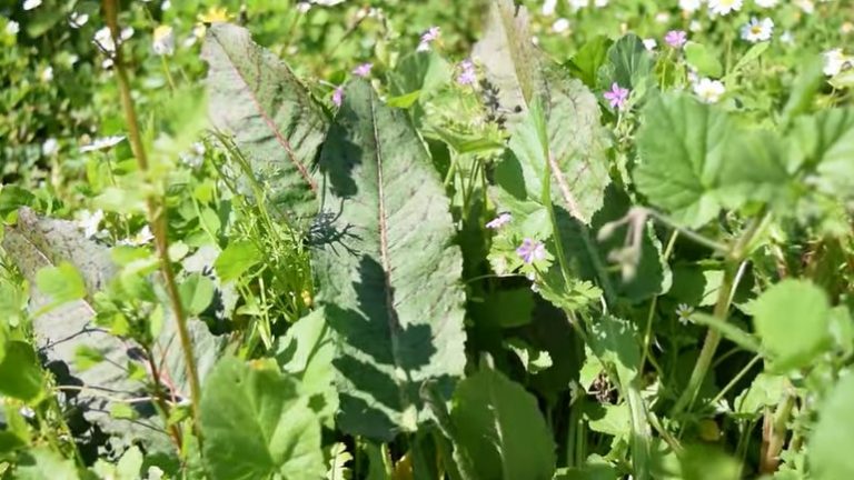 Άγρια φαγώσιμα χόρτα και μαγείρεμα στην φύση