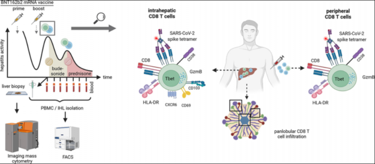 Nέα επιστημονική μελέτη:”ο εμβολιασμός για Covid-19 μπορεί να προκαλέσει μια ιδιαίτερη ηπατίτιδα!” Ωστόσο η συντριπτική πλειοψηφία των 169 παιδιών που πάσχουν δεν ήταν εμβολιασμένα. Μυστήριο.