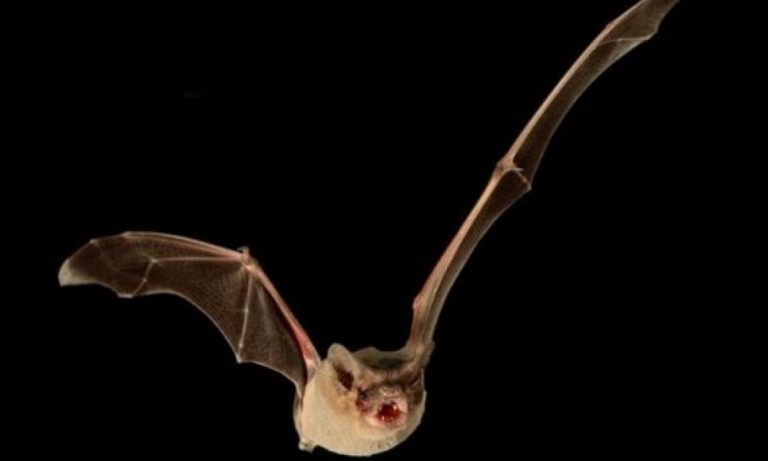Οι νυχτερίδες θα μεταδώσουν χιλιάδες νέους ιούς μέχρι το 2070 λόγω της κλιματικής αλλαγής