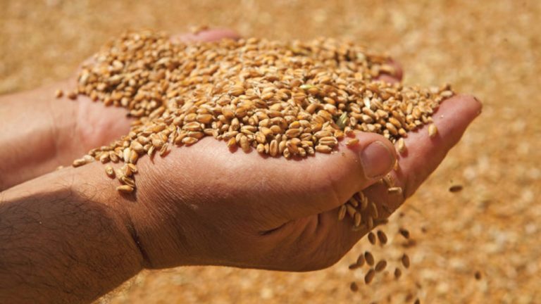 «Η Ελλάδα έχει σιτάρι μόνο για δύο μήνες» δηλώνει ο πρόεδρος των Ομοσπονδίας Αρτοποιών