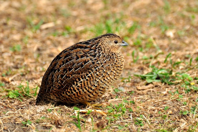 Κλουβας Ορτυκιων Συνεχεια ..