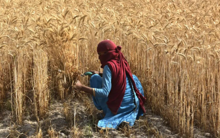 Το γιγάντιο κύμα καύσωνα της Ινδίας θα μπορούσε να προκαλέσει σοβαρές επιπτώσεις στην παγκόσμια προσφορά τροφίμων