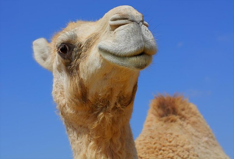 Περναει η καμηλα μεσα απο την βελονα; …