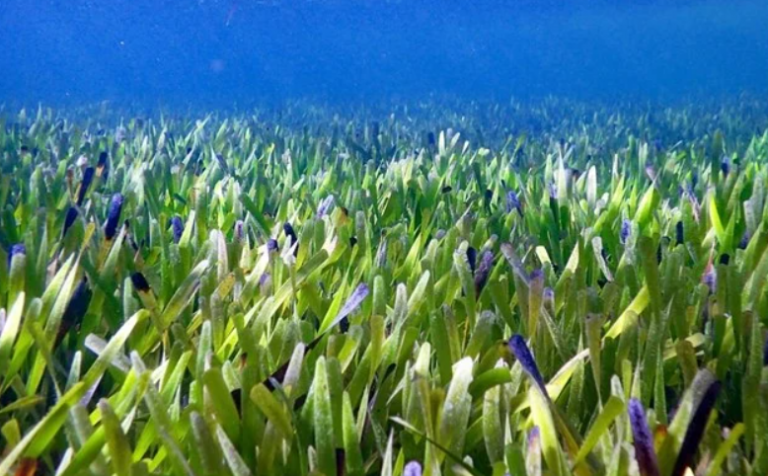 Ανακαλύφθηκε το μεγαλύτερο φυτό-κλώνος στον κόσμο με έκταση όσο 20.000 ποδοσφαιρικά γήπεδα