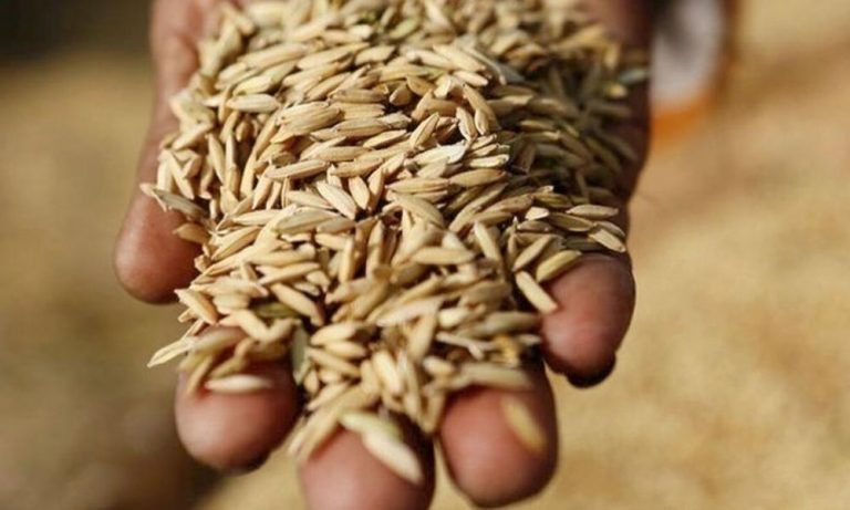 Αίγυπτος: Για 5 μήνες επαρκούν τα αποθέματα της χώρας σε σιτηρά