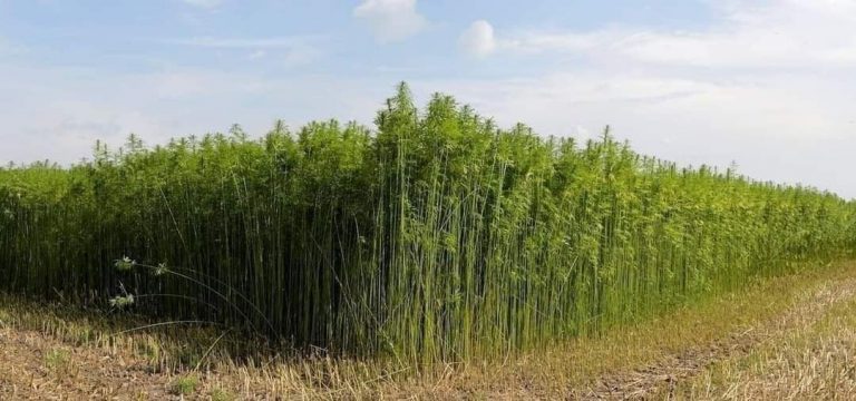 ΤΙ ΕΙΝΑΙ HENP;