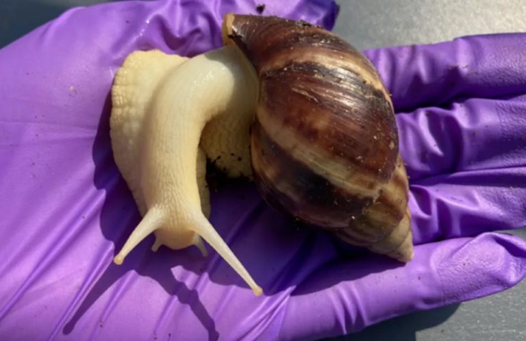 Φλόριντα: Καραντίνα για 2 χρόνια σε πόλη μετά τον εντοπισμό επικίνδυνου σαλιγκαριού