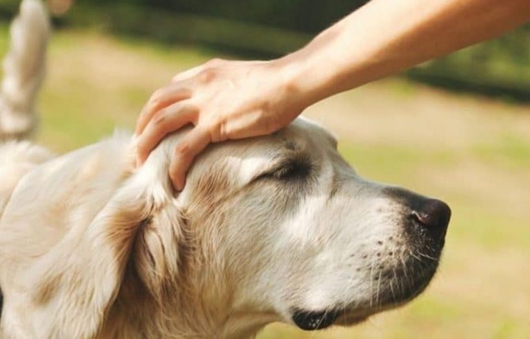 Το Ιράν μπορεί σύντομα να «απαγορεύσει» τα κατοικίδια