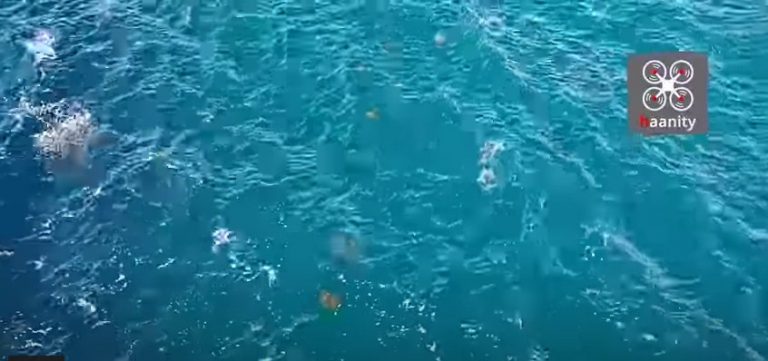 Σπάνιο θέαμα! Ατελείωτη «στρατιά» από μέδουσες διασχίζει τα «τρελά νερά» της Χαλκίδας